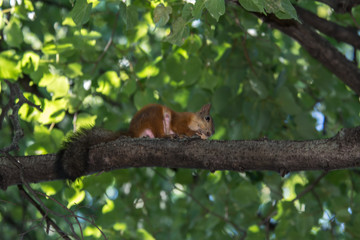 Naklejka premium Red squirrel gnaws a nut on a tree branch