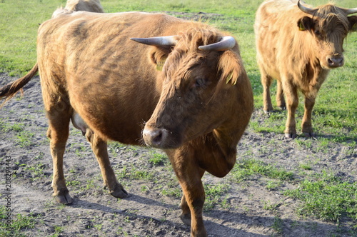 Highland Cattle Cow With A Reddish Coat With Long Hair That