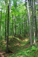 Spring forest, forest, walking trail