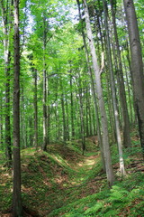 Fototapeta na wymiar Wiosenny las, puszcz, szlak pieszy