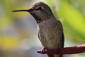 Fototapeta premium hummingbird baby