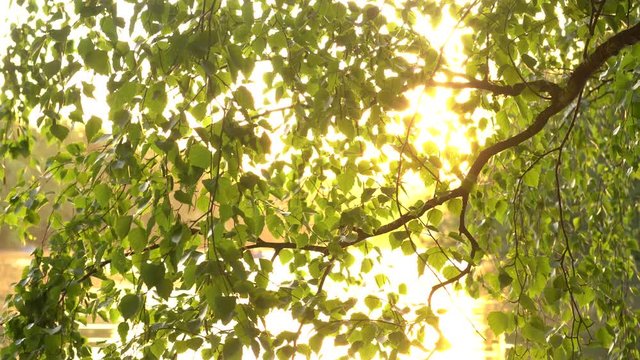 Crowns of trees with bright afternoon sun