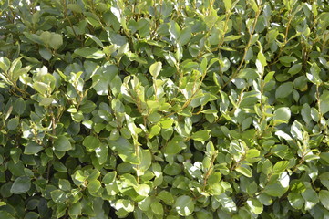 Prunus laurocerasus - Evergreen shrub perfect for molded hedges