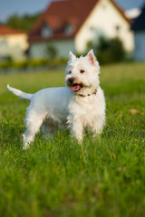 West Highland White Terrier am Stadtrand