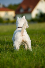 West Highland White Terrier von hinten