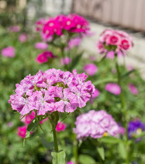 Fototapeta premium Blooming dianthuses