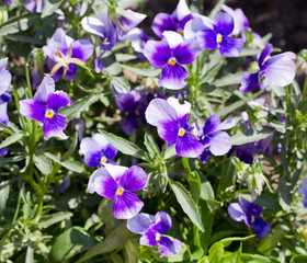 Fototapeta premium Blossoms of pansy