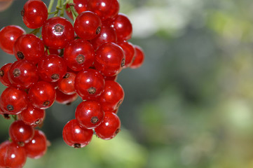 Red currants in the garden.