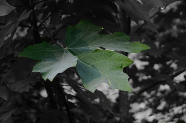 Leaf