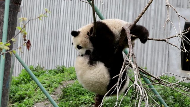 2 Little Pandas are Playing on the same Tree, China