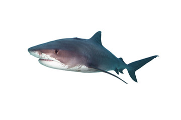 Naklejka premium Tiger Shark Isolated on White Background