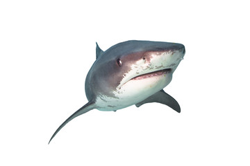 Fototapeta premium Tiger Shark Isolated on White Background