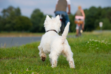 Hund sieht Radfahrern hinterher