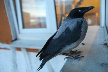 The crow flew in and sat on the baikon