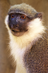 vervet monkey taxidermy
