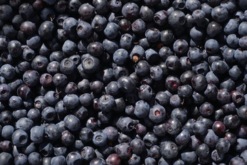 background blueberries close-up 
