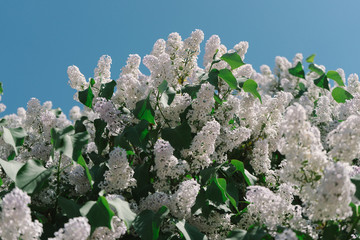 Lilac flowers in the sunlight on green leaves background. Blue sky is behind. Fresh and young spring wlowers in warm day. Close up picture of branches with leafs.