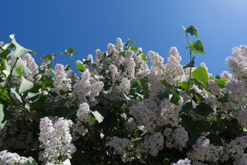 Lilac flowers in the sunlight on green leaves background. Blue sky is behind. Fresh and young spring flowers in warm day. Close up picture of branches with leafs.