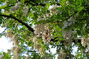 close up of a clump of white flowers of a black locust tree