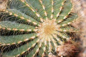 Naklejka na ściany i meble The thorns of cacti are nothing but transformed leaves or organs