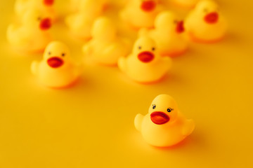 Rubber ducks in leadership concept