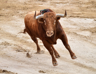 bullfighting in spain with big bull 