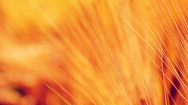 Wheat beard as abstract background