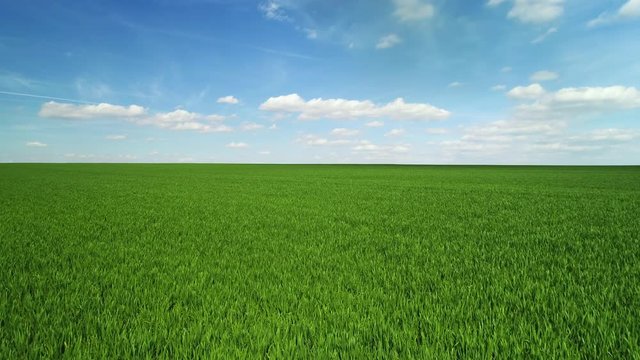 Green wheat field and sunny day
