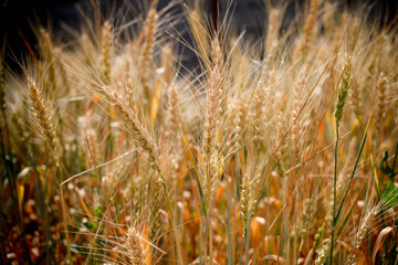Wheat field. Ears of golden wheat close up.  Rural Scenery under Shining Sunlight. Background of ripening ears of meadow wheat field