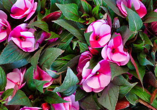 Closeup Of Pink And White Impatiens