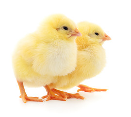 Two yellow chickens.