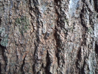 Naklejka premium Corteza 1