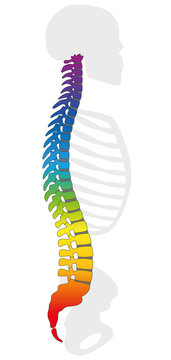Rainbow colored backbone. Colorful spine and gray skeleton, as a symbol for healthy vertebras. Isolated vector illustration on white background.