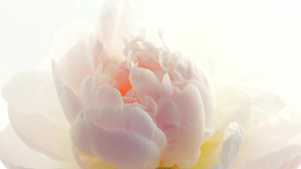 Blooming white peony background. Beautiful peony flower opening timelapse. 3840X2160 4K UHD video footage