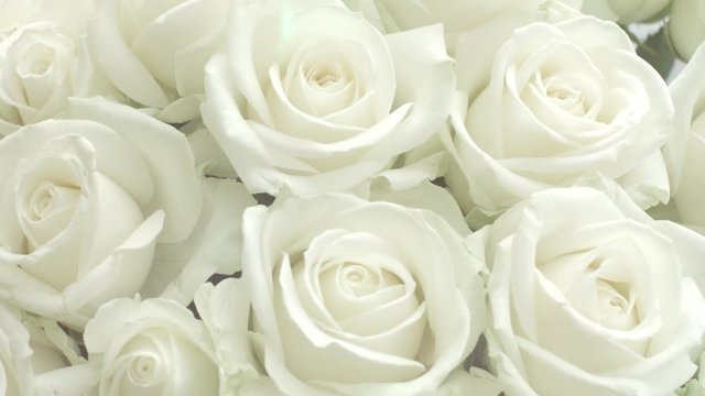 Roses. Beautiful white rose flowers bouquet background. Flowers bunch backdrop, Rotation. 4K UHD video 3840X2160
