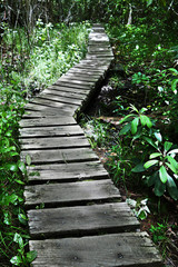 Obraz premium Path into nature