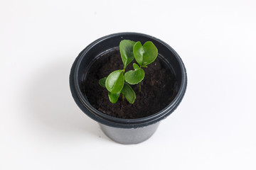 sprouts of a young orange in a black pot on a white background.