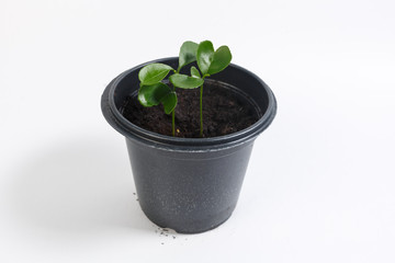 sprouts of a young orange in a black pot on a white background.