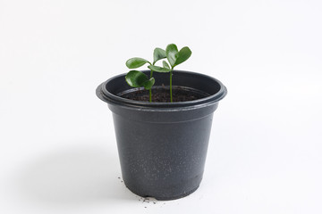 sprouts of a young orange in a black pot on a white background.