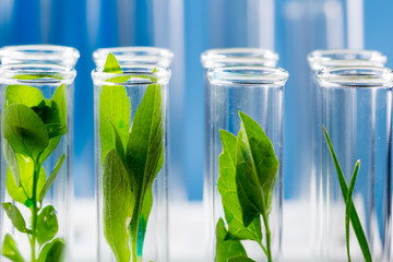 Green fresh plants grown up in test tubes in laboratory.