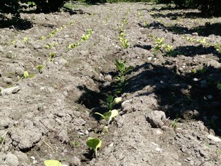 Fresh new born tobacco plant fields. Amazing Tobacco plantation