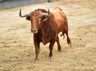 bullfighting in spain with big bull 