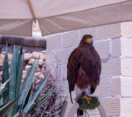 Falcon