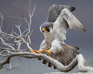 Peregrine Falcon