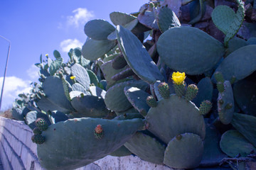 Prickly Pear