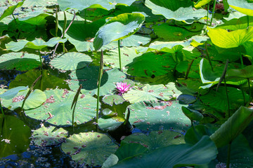 Lily Pond