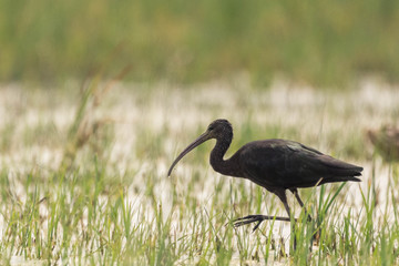 ibis rare bird