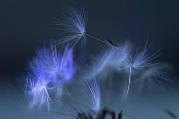 Fotobehang achenes of a dandelion © artem
