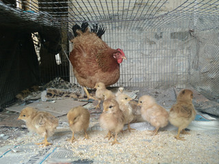Closeup of a mother chicken with its baby chic