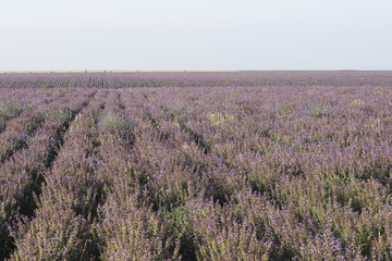Fototapeta na wymiar Field of lilac flowers summer landscape